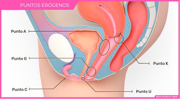 puntos erogenos femininos