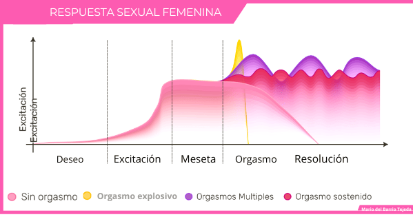 ciclo de respuesta sexual femenina