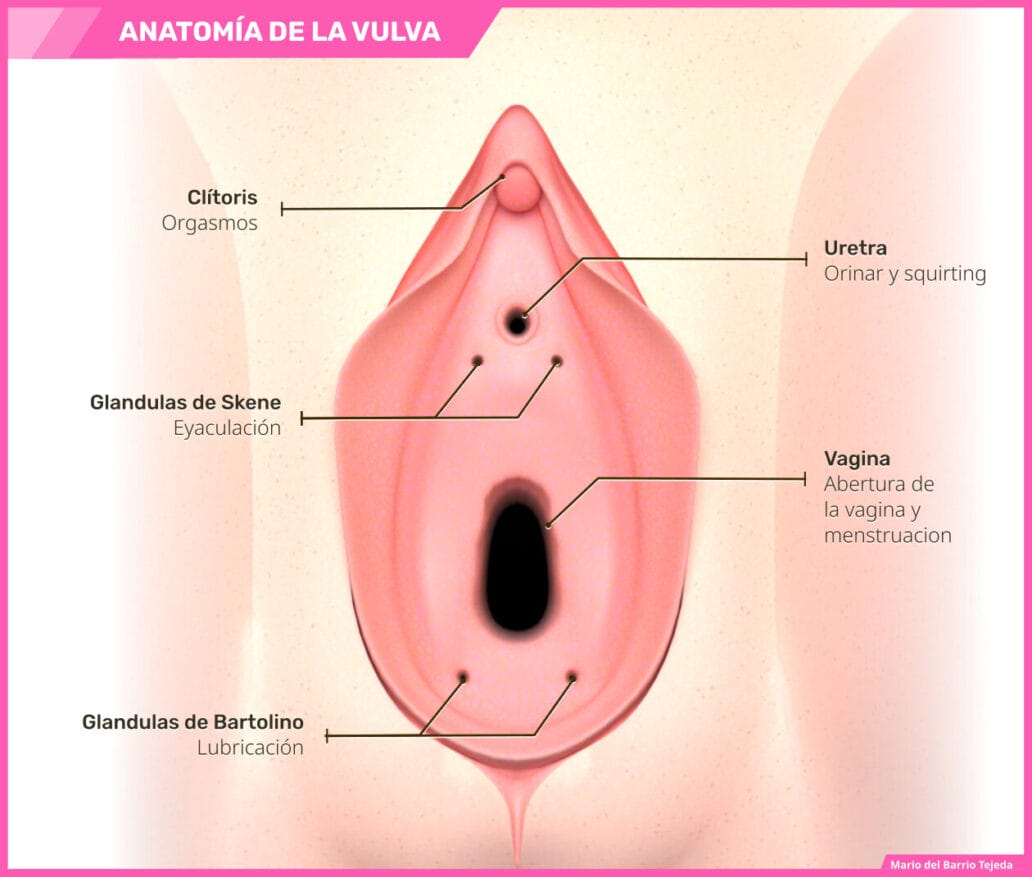 anatomia de la vulva