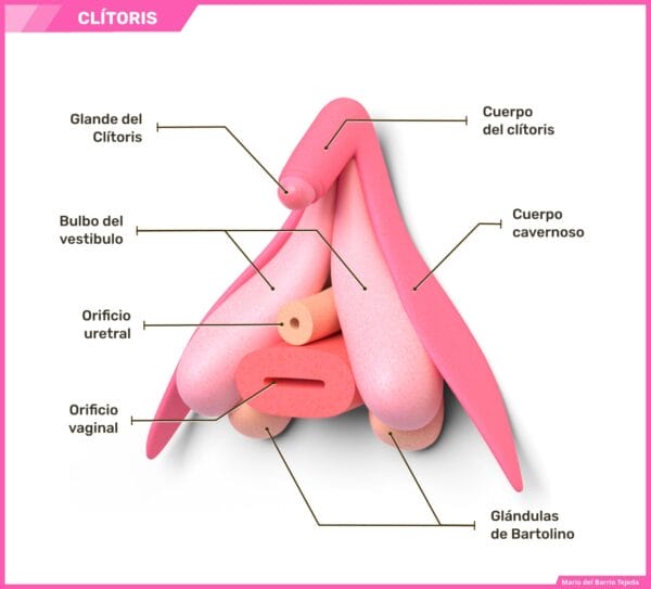 Clitoris