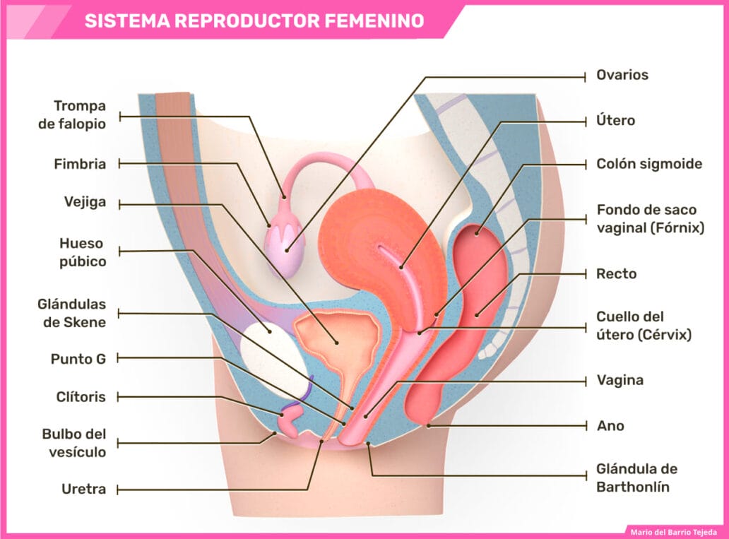 sistema reproductor femenino